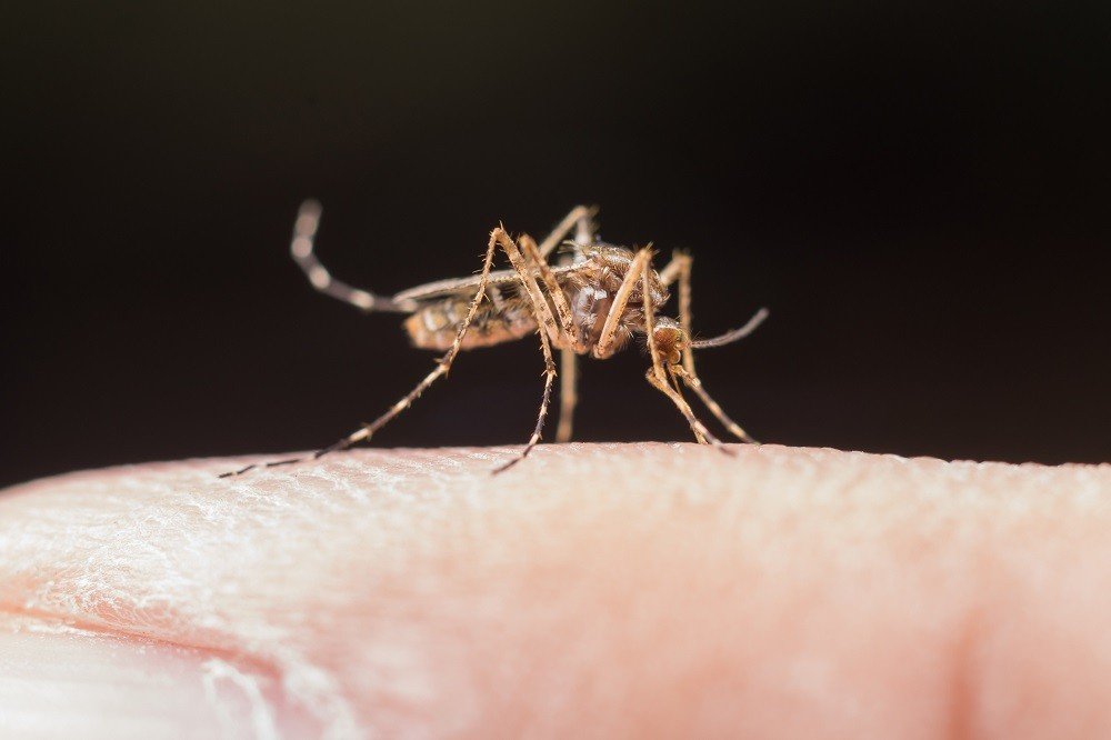 Zancudo que genera dengue