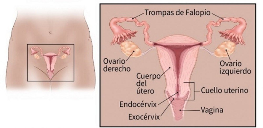  Esquema del interior de la vagina