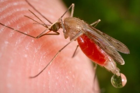  Imagen del mosquito que produce la malaria 