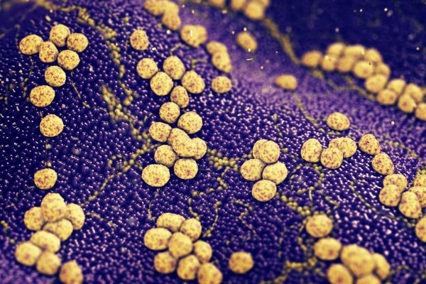 Vista de las bacterias Staphylococcus aureus