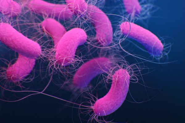 Vista de las bacterias Pseudomonas aeruginosas